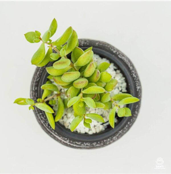 Cotyledon Pendens Succulent