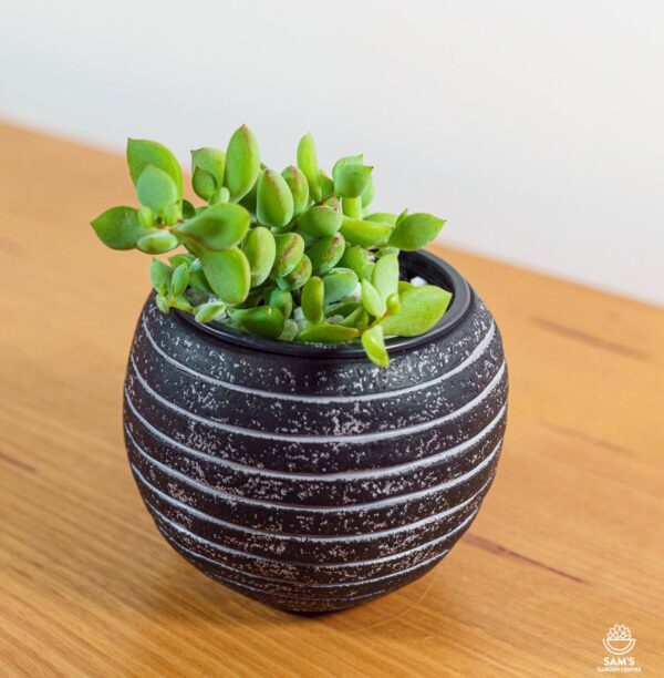 Cotyledon Pendens Succulent