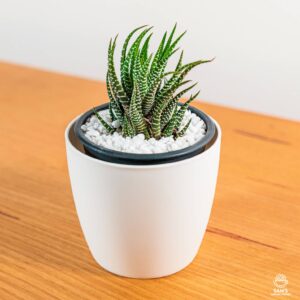 Zebra Haworthia Succulent