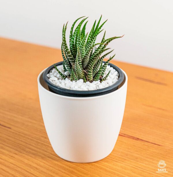 Zebra Haworthia Succulent