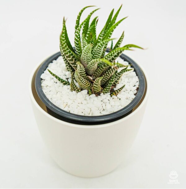 Zebra Haworthia Succulent