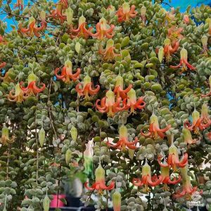 Large Cotyledon Pendens Succulent in Hanging Basket with Orange Flowers