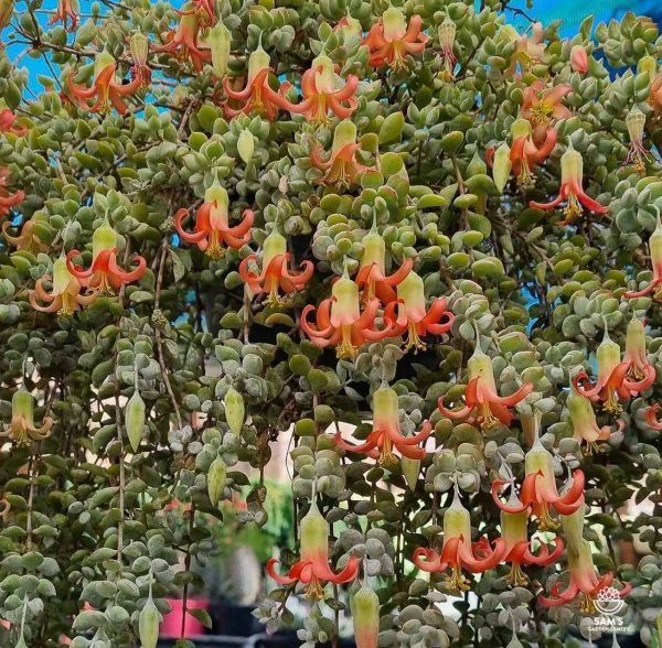 Large Cotyledon Pendens Succulent in Hanging Basket with Orange Flowers