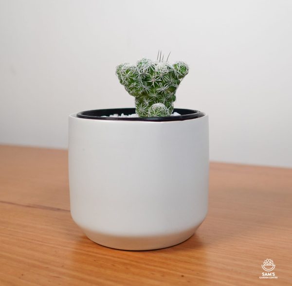 Thimble Cactus