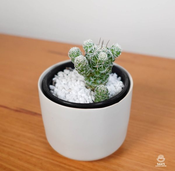 Thimble Cactus