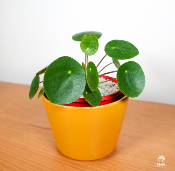 Chinese Money Plant (Pilea Peperomioides)