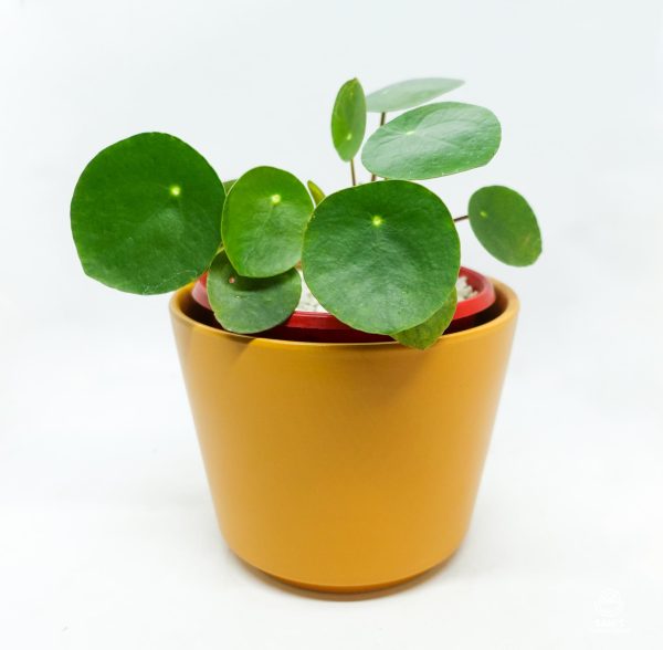 Chinese Money Plant (Pilea Peperomioides)