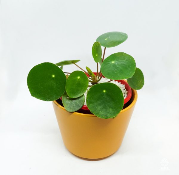 Chinese Money Plant (Pilea Peperomioides)