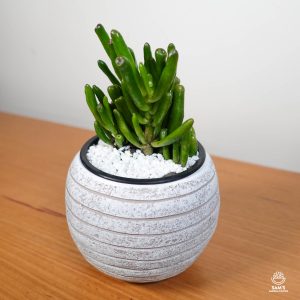 Crassula Ovata Gollum (Jade Plant) Succulent