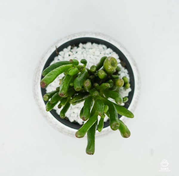 Crassula Ovata Gollum (Jade Plant) Succulent