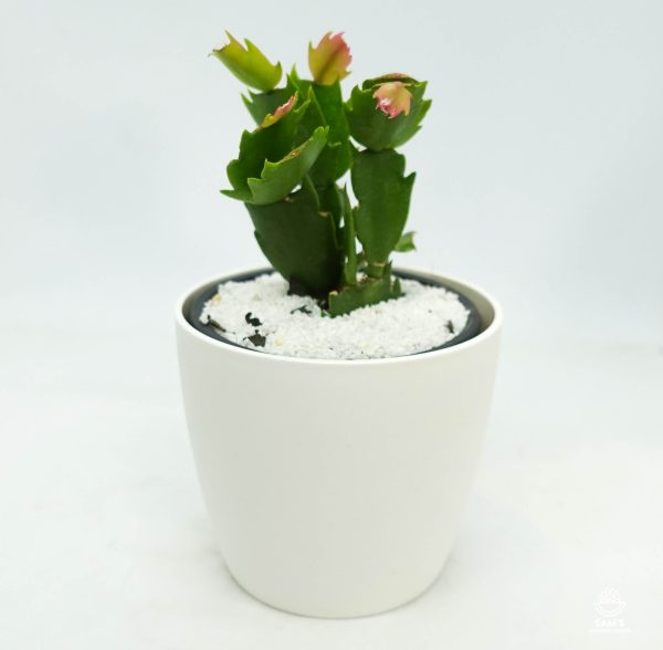 Zygocactus Schlumbergera Caroline Pink