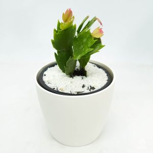 Zygocactus Schlumbergera Caroline Pink