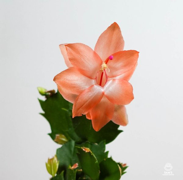 Zygocactus Schlumbergera Freya with Orange Flower