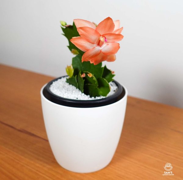 Zygocactus Schlumbergera Freya with Orange Flower