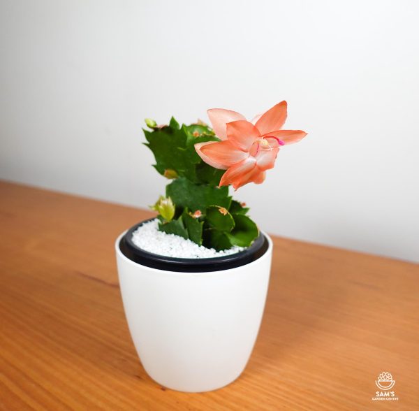 Zygocactus Schlumbergera Freya with Orange Flower