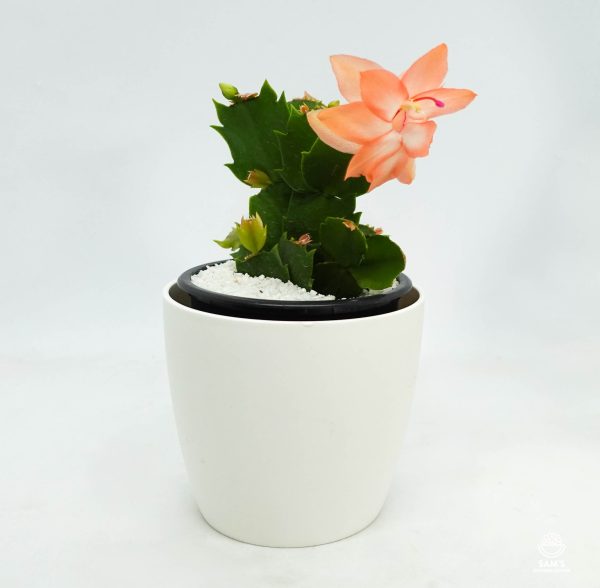 Zygocactus Schlumbergera Freya with Orange Flower