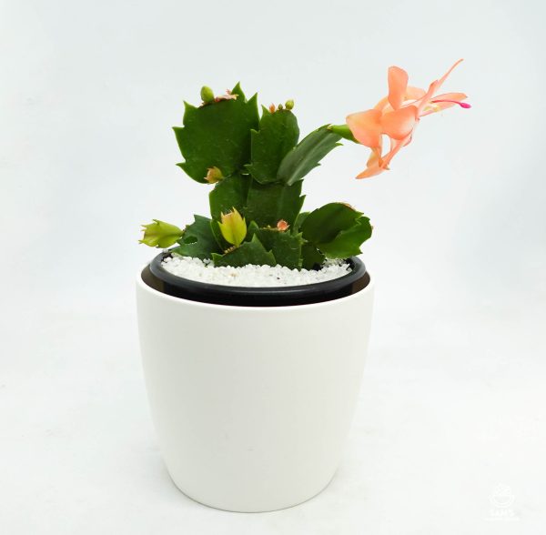 Zygocactus Schlumbergera Freya with Orange Flower