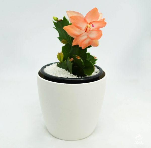 Zygocactus Schlumbergera Freya with Orange Flower