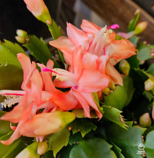 Zygocactus Schlumbergera Truncata Freya with Orange Flowers