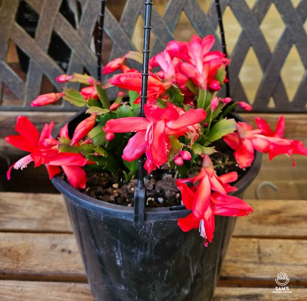 Zygocactus Schlumbergera Truncata Olga with Red Flowers