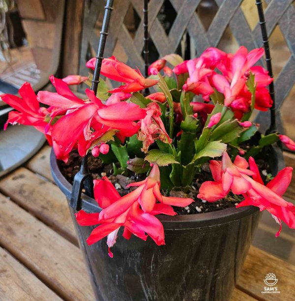 Zygocactus Schlumbergera Truncata Olga with Red Flowers