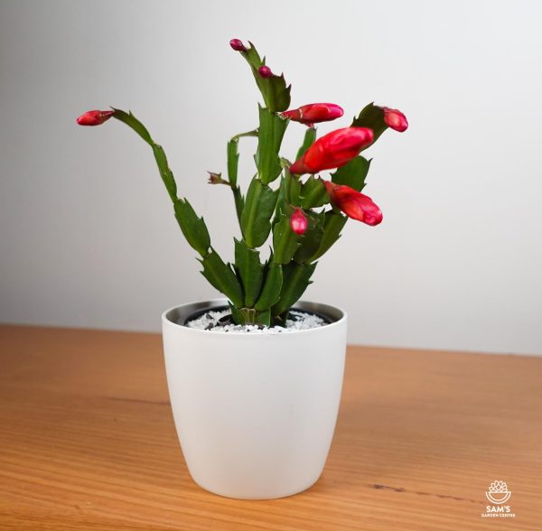 Zygocactus Schlumbergera Truncata Olga Red