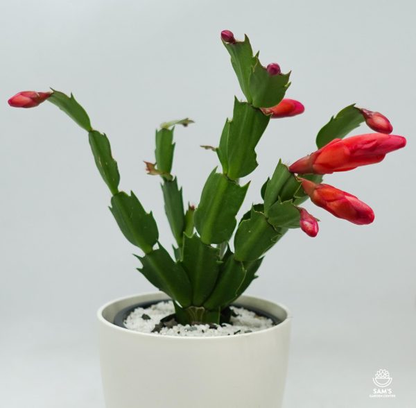 Zygocactus Schlumbergera Truncata Olga Red