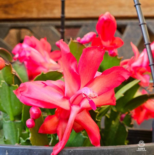 Zygocactus Schlumbergera Truncata Olga with Red Flowers