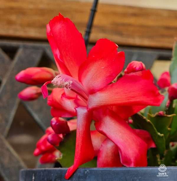 Zygocactus Schlumbergera Truncata Olga with Red Flowers