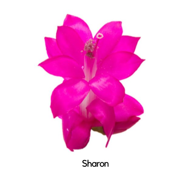 Zygocactus Schlumbergera Sharon Purple