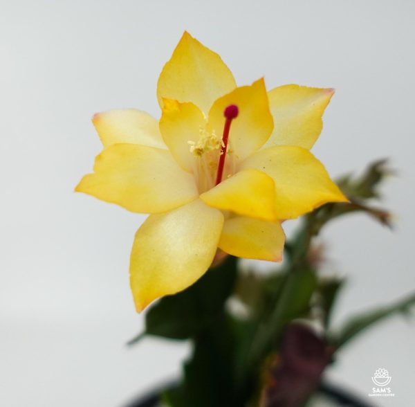 Zygocactus Schlumbergera Truncata Sophia with Yellow Flower