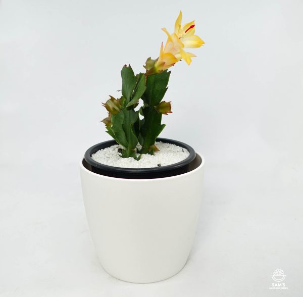 Zygocactus Schlumbergera Truncata Sophia with Yellow Flower