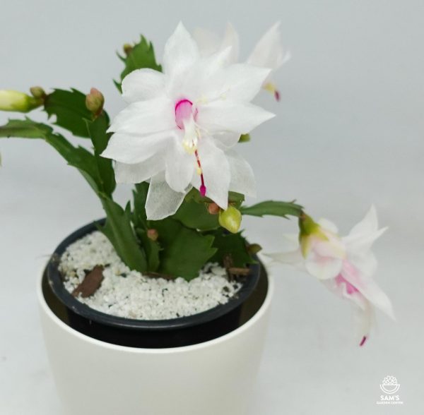 Zygocactus Schlumbergera Truncata White Christmas