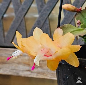 Zygocactus Schlumbergera Truncata Sophia Yellow Flower