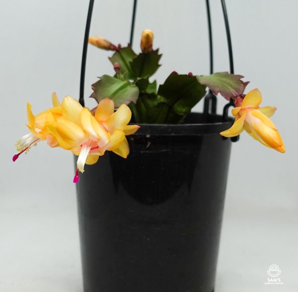 Zygocactus Schlumbergera Truncata Sophia Yellow Flower