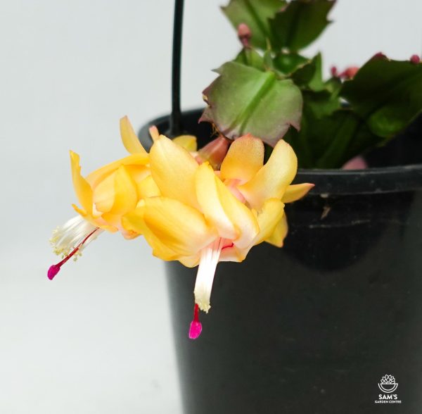 Zygocactus Schlumbergera Truncata Sophia Yellow Flower