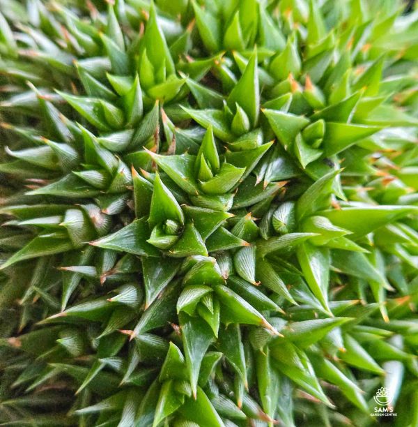 Deuterocohnia Bromeliaceae Bromeliad