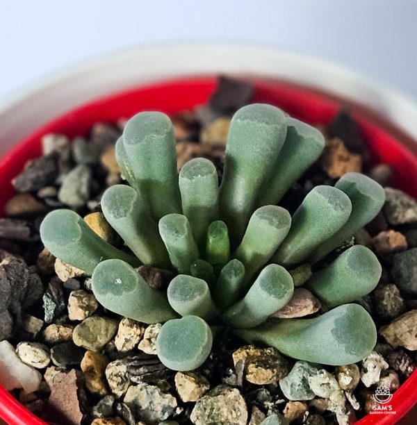 Frithia Pulchra Succulent (Baby Toes)