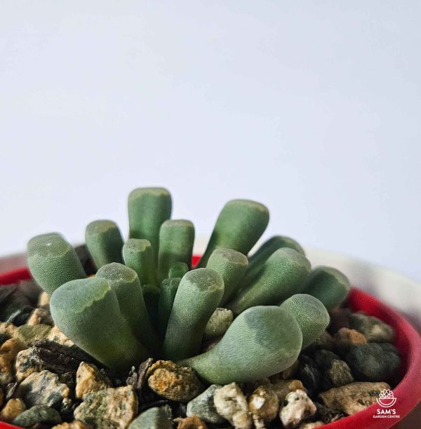 Frithia Pulchra Succulent (Baby Toes)