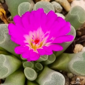 Frithia Pulchra Succulent with Pink or Purple Flowers (Baby Toes)