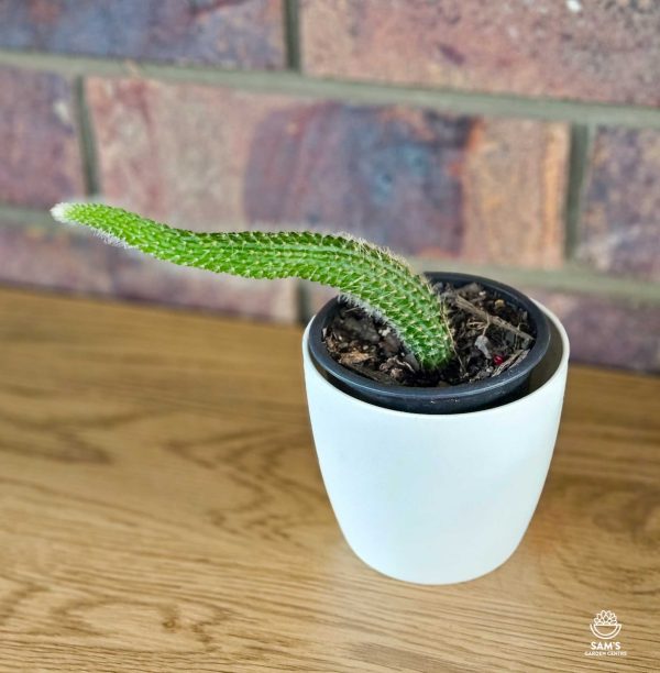 Monkey's Tail Cactus