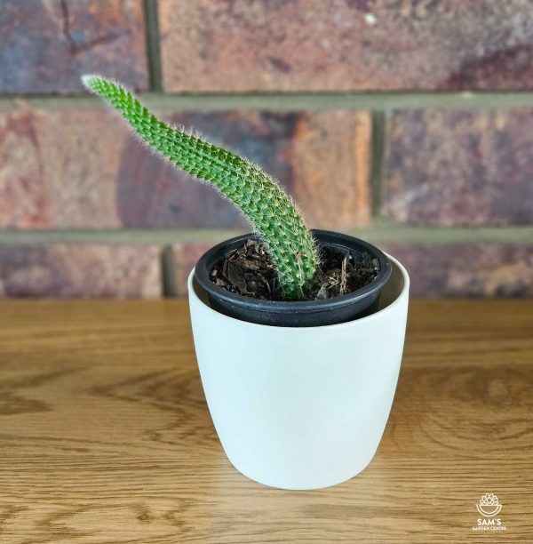 Monkey's Tail Cactus