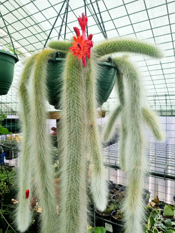 Monkey's Tail Cactus Cleistocactus (Hildewintera) Colademononis with Red Flowers