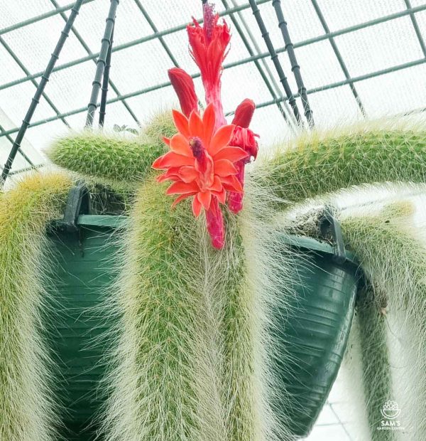 Monkey's Tail Cactus Cleistocactus (Hildewintera) Colademononis with Red Flowers