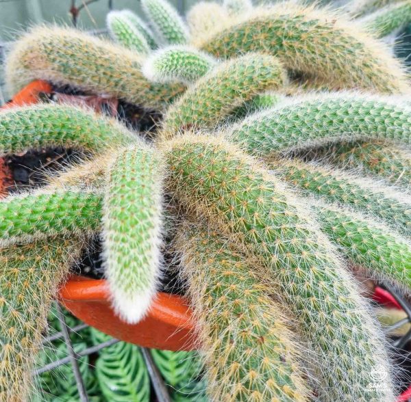 Monkey's Tail Cactus Cleistocactus (Hildewintera) Colademononis