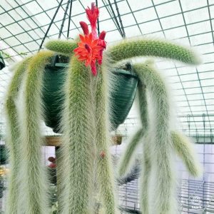 Monkey's Tail Cactus Cleistocactus (Hildewintera) Colademononis with Red Flower