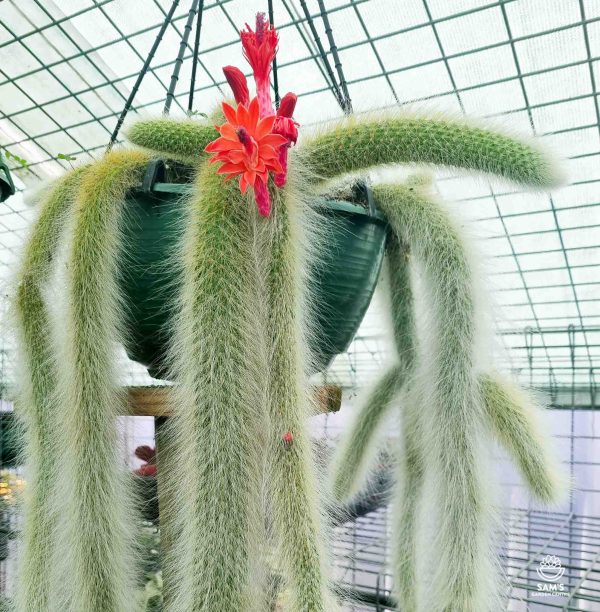 Monkey's Tail Cactus Cleistocactus (Hildewintera) Colademononis with Red Flower