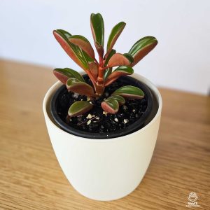 Peperomia Graveolens Succulent