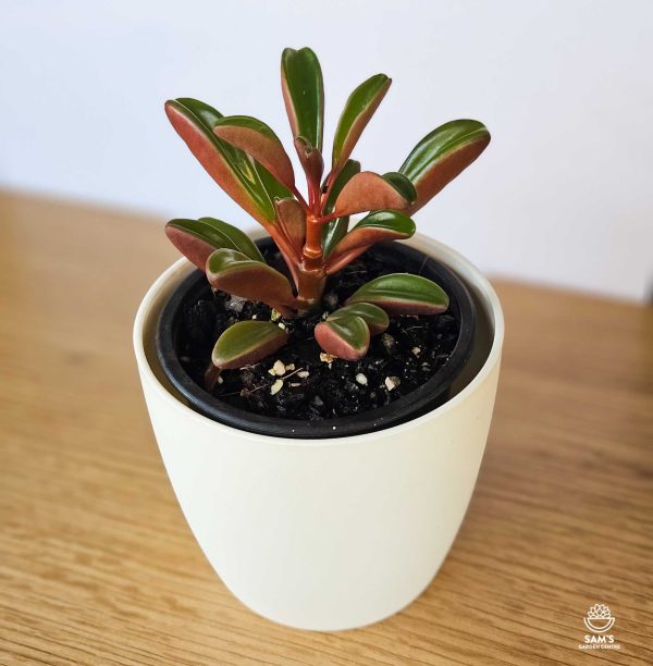 Peperomia Graveolens Succulent