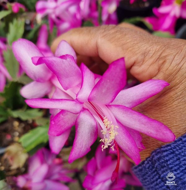 Schlumbergera Truncata Zygocactus Caroline Pink Flower